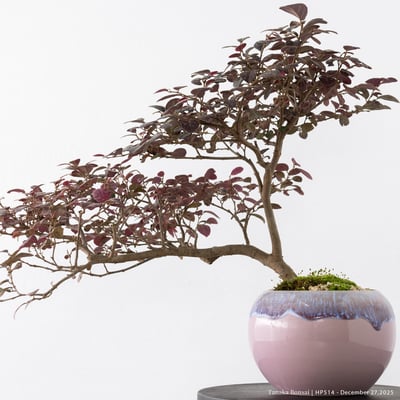 紅花繼木｜HP5149