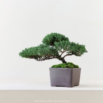 紀州真柏｜TPA5265