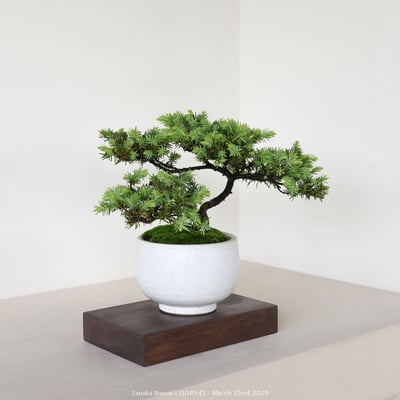 黃金杜松｜GDP5423