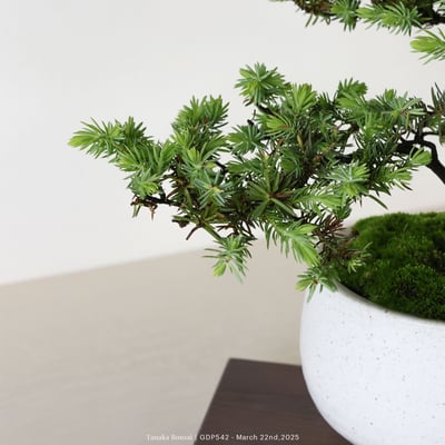 黃金杜松｜GDP5427