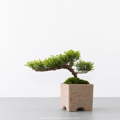 紀州真柏｜TPA5436