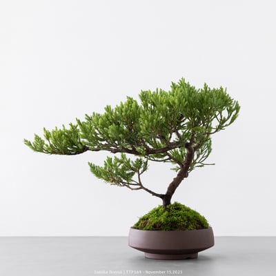 台灣真柏｜TTP5698