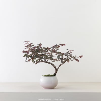 紅花繼木｜HP5126