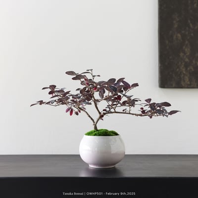 【官網限定】紅花繼木｜OWHP5011