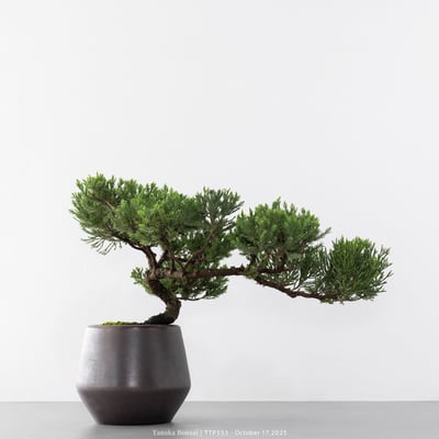 台灣真柏｜TTP5536