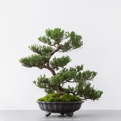 台灣真柏｜TTP7342