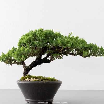 珍珠柏｜SPD5409