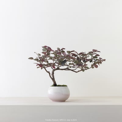 紅花繼木｜HP5125