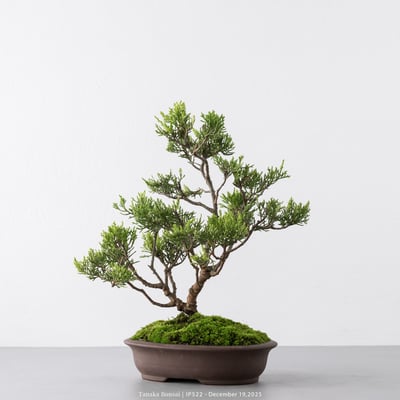 系魚川真柏｜IP5226