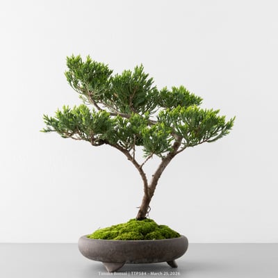 臺灣真柏｜TTP5841