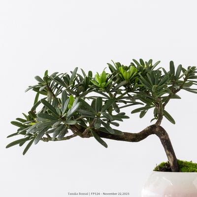 晶鑽羅漢松｜FP5263