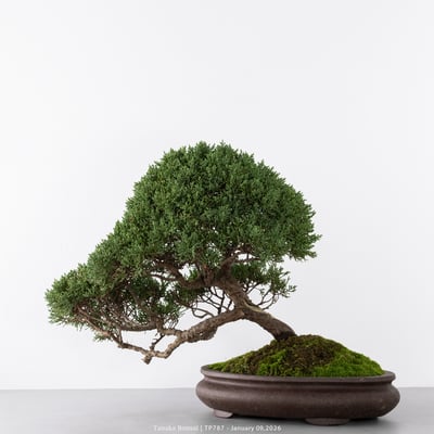 紀州真柏｜TP7879