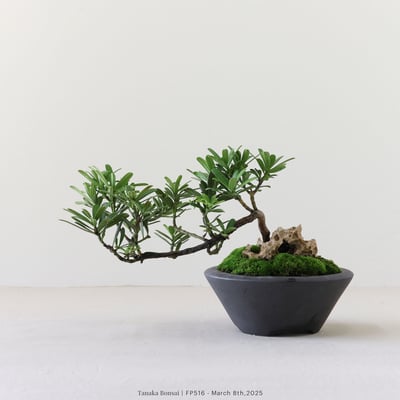 晶鑽羅漢松｜FP5165