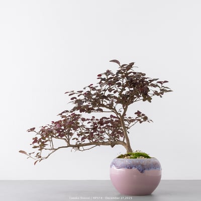 紅花繼木｜HP5148