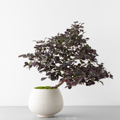 紅花繼木｜HP5233