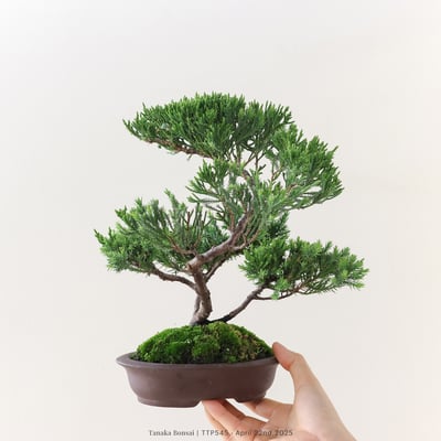 台灣真柏｜TTP5457