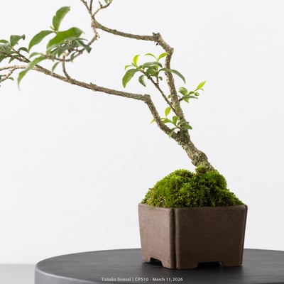 李氏櫻桃｜CP5108