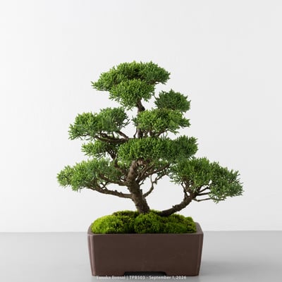 紀州真柏｜TPB5034