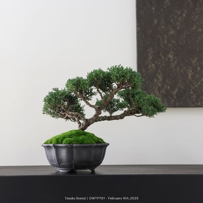 【官網限定】紀州真柏｜OWTP7015