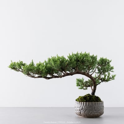 台灣真柏｜TTP5556