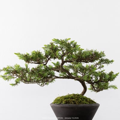 黃金杜松｜GDP5469