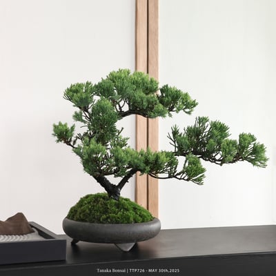 台灣真柏｜TTP7262