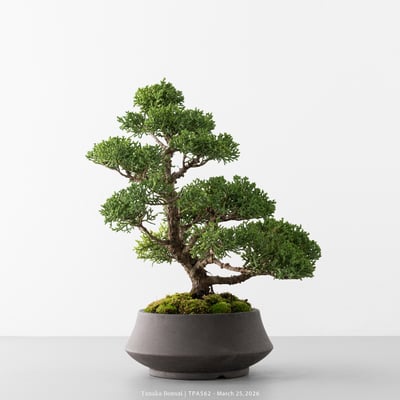 紀州真柏｜TPA5626