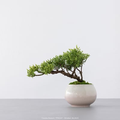 紀州真柏｜TPA5377