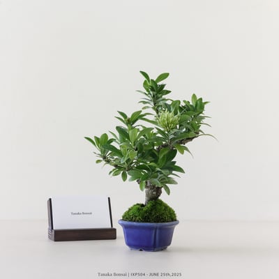 矮仙丹 [白花] | IXP5043