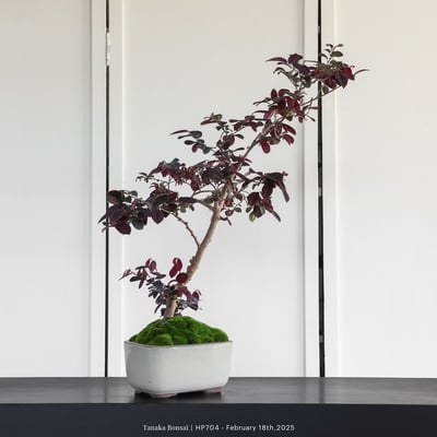 紅花繼木｜HP7046