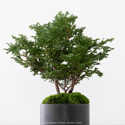 日本青檜｜COP5397