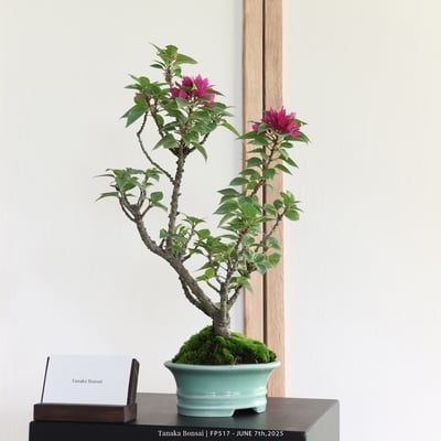 八房九重葛｜FP5173