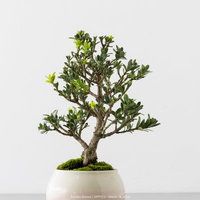 綠鑽羅漢松｜GPP5122