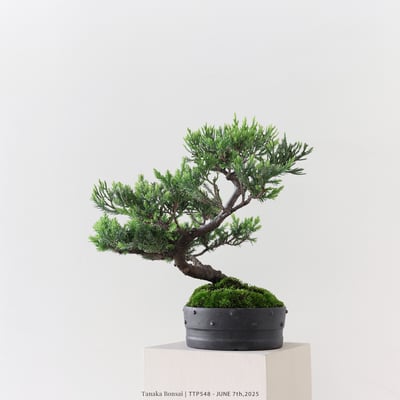 台灣真柏｜TTP5483