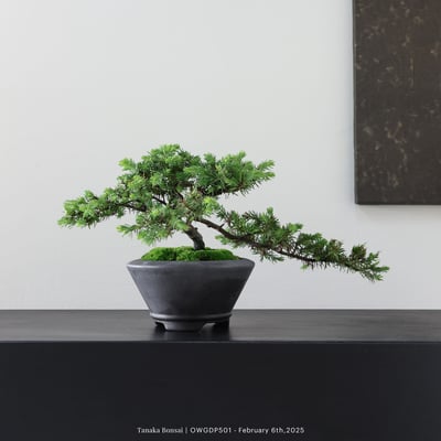 【官網限定】黃金杜松｜OWGDP5013