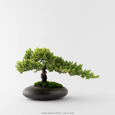 珍珠柏｜SPD5613