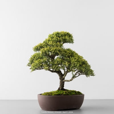 紀州真柏｜TPA5694