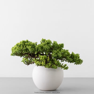 珍珠柏｜SPD5576