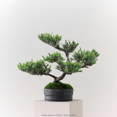 台灣真柏｜TTP5482