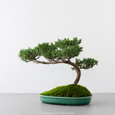 臺灣真柏｜TTP5795