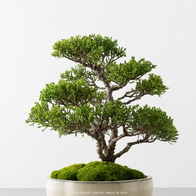 紀州真柏｜TPA5592