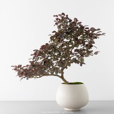 紅花繼木｜HP5238