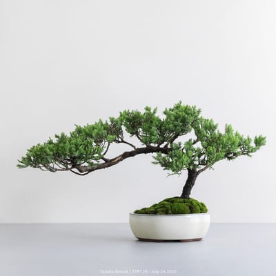 台灣真柏｜TTP7291