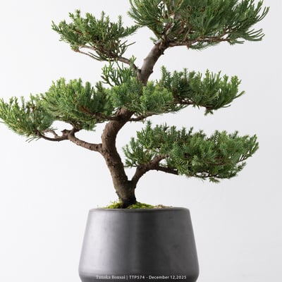 台灣真柏｜TTP5749