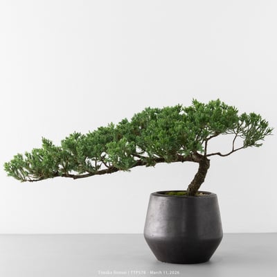 臺灣真柏｜TTP5784