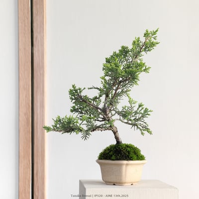 系魚川真柏｜IP5205