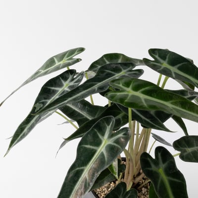 觀葉盆栽客製｜Custom Foliage Plants4