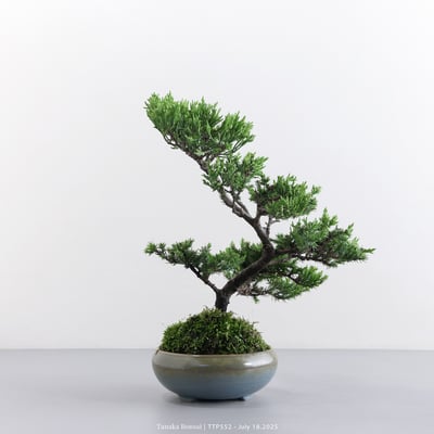 台灣真柏｜TTP5526