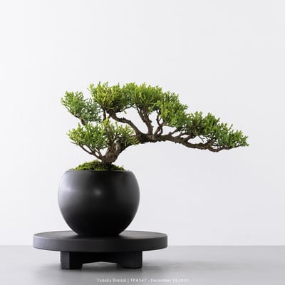 紀州真柏｜TPA5474