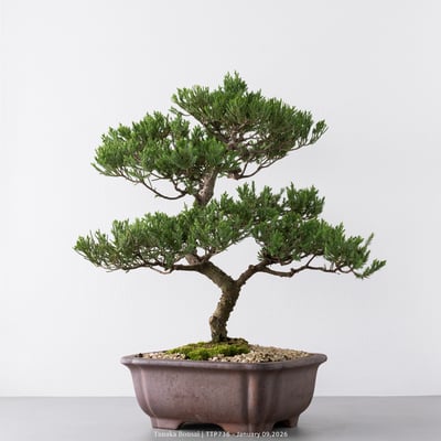 台灣真柏｜TTP7364